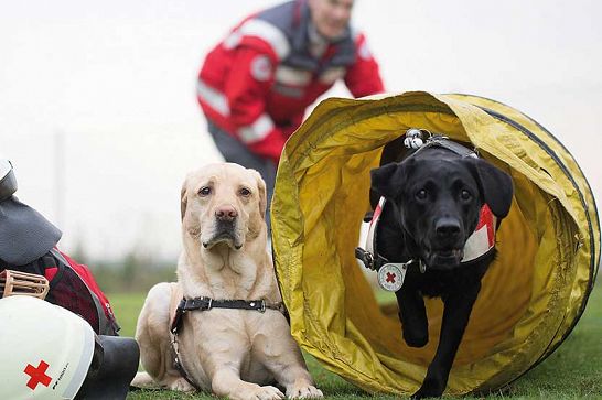 DRK, Rettungshunde, Hunde